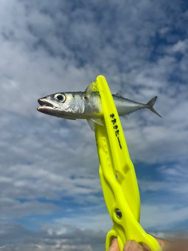 サバの釣果