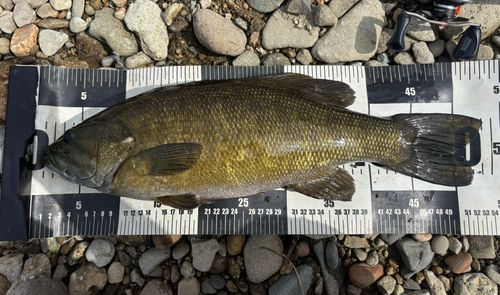 スモールマウスバスの釣果