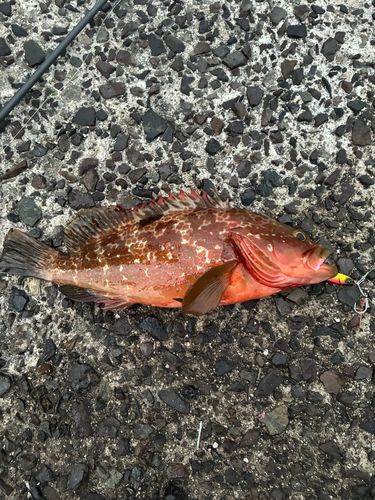 アコウの釣果