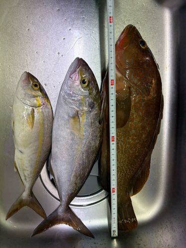 アコウの釣果