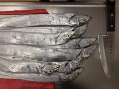タチウオの釣果