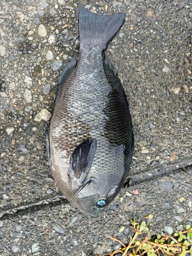 メジナの釣果