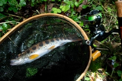 アマゴの釣果