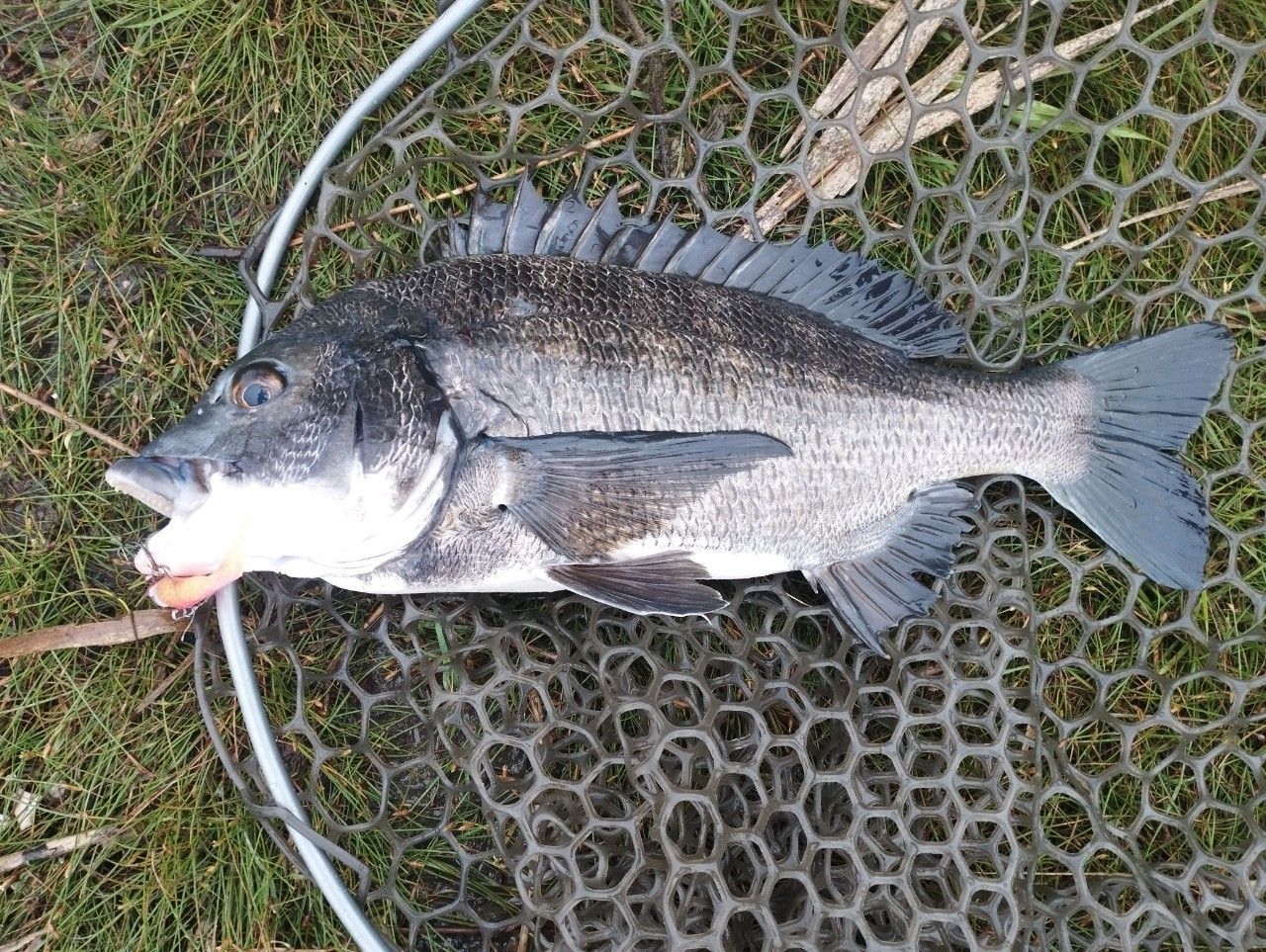 DAIWA 19バス X 80SHLの最安値・インプレ・釣果 | 本音の口コミが