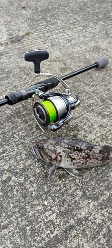 クロソイの釣果