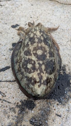 モンゴウイカの釣果