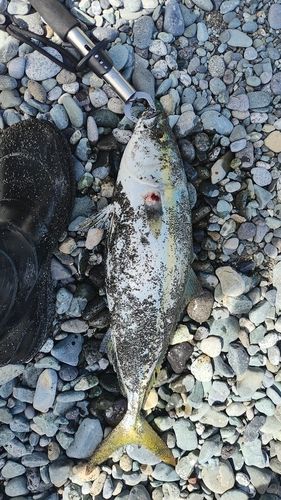 イナダの釣果
