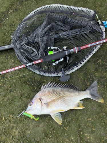 キビレの釣果