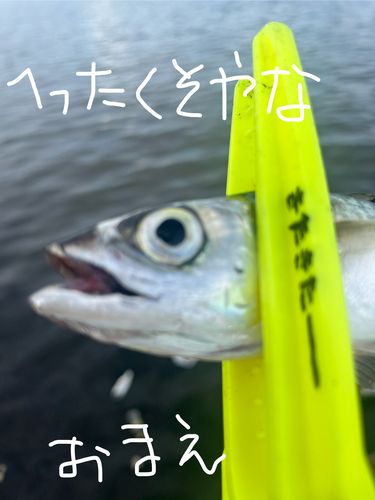 サバの釣果