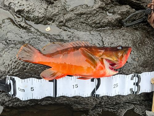 アカハタの釣果