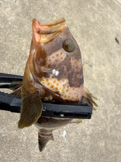 ハタの釣果