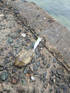 コウイカの釣果