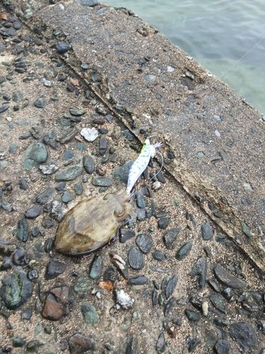コウイカの釣果