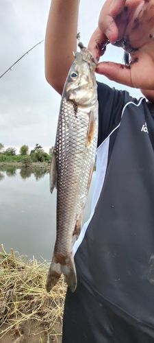 ニゴイの釣果