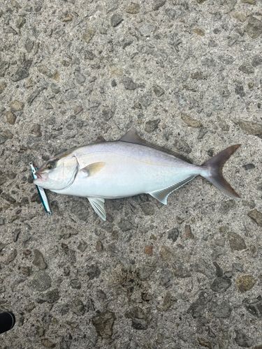 ネリゴの釣果