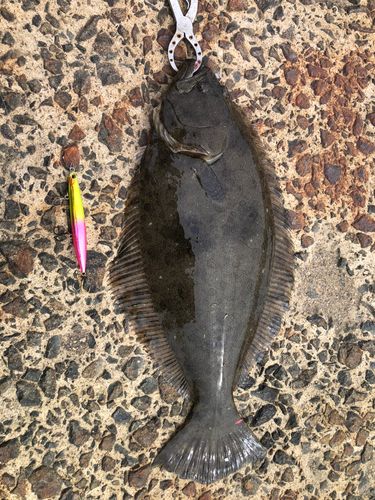 ヒラメの釣果