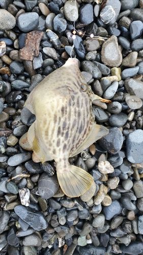 カワハギの釣果
