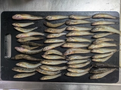 ハゼの釣果