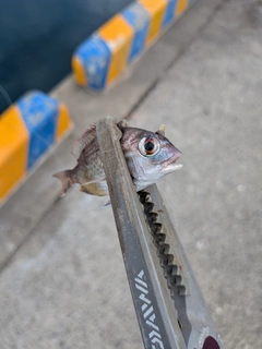 タイの釣果