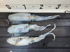 マダイの釣果