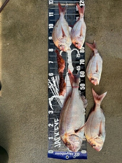 タイの釣果
