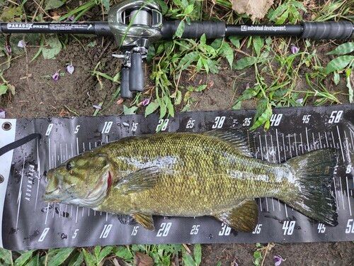 スモールマウスバスの釣果