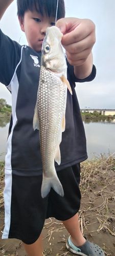 ニゴイの釣果
