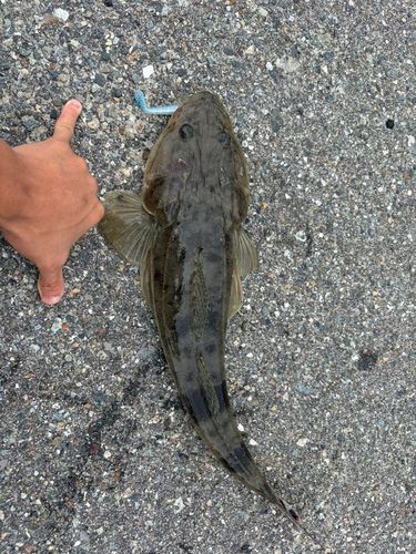 コチの釣果