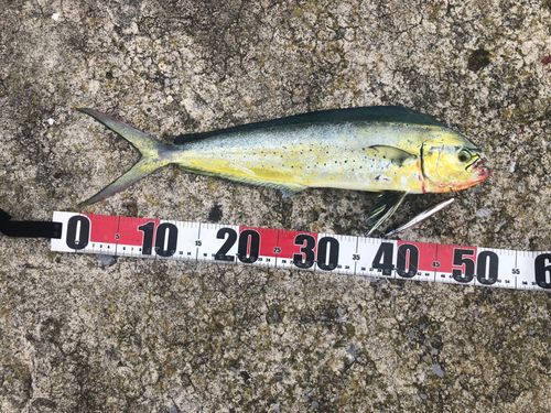 シイラの釣果
