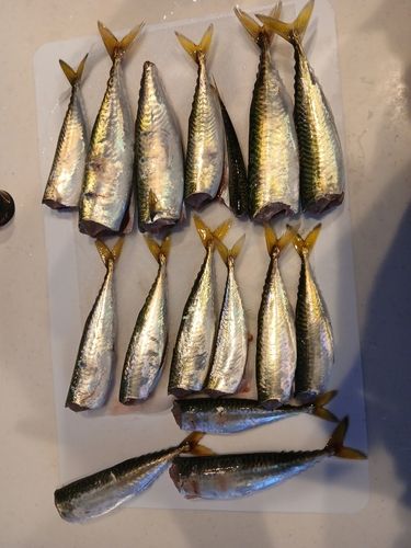 サバの釣果