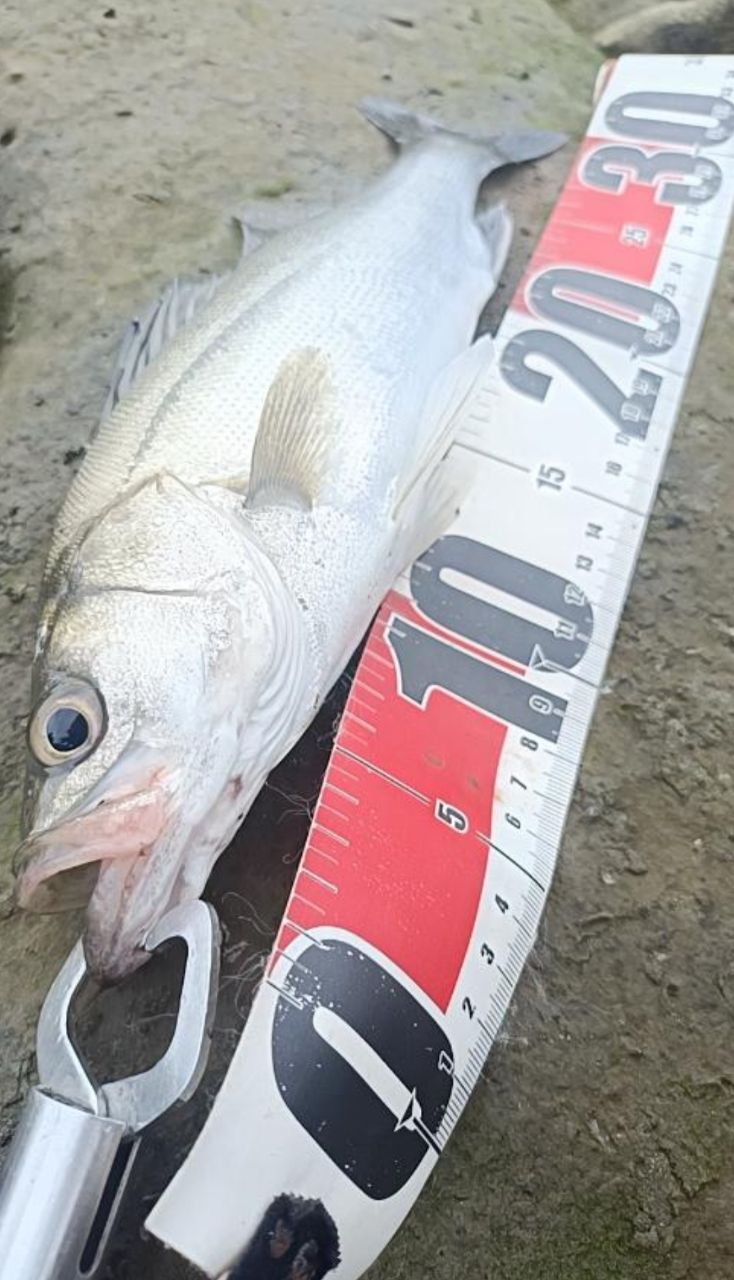 SHIMANO 23ディアルーナ B86MLの最安値・インプレ・釣果 | 本音の