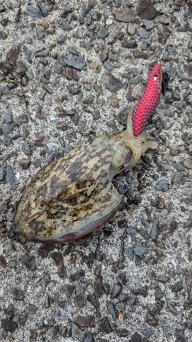 コウイカの釣果
