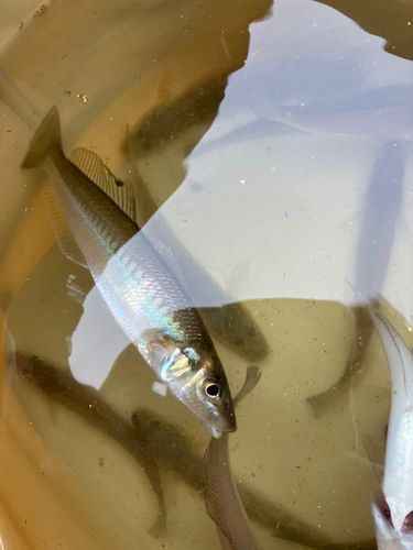 キスの釣果