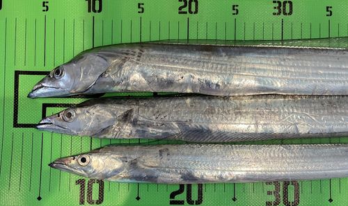タチウオの釣果