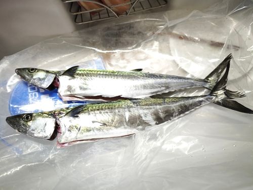 サゴシの釣果