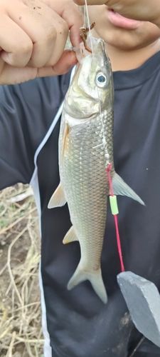 ニゴイの釣果