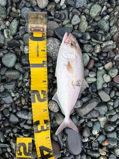 ショゴの釣果