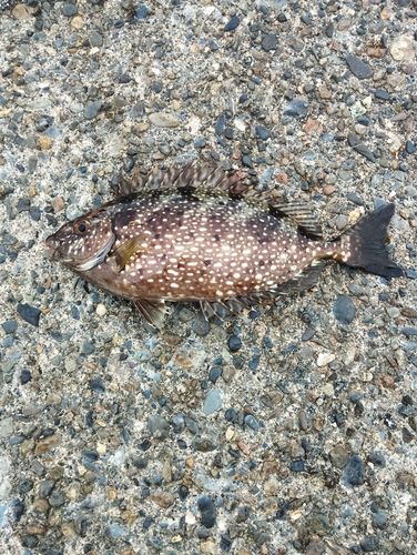 アイゴの釣果