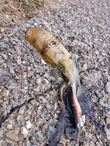 アオリイカの釣果