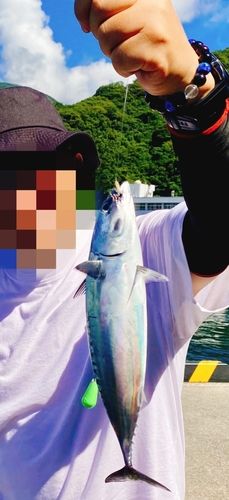 スマカツオの釣果