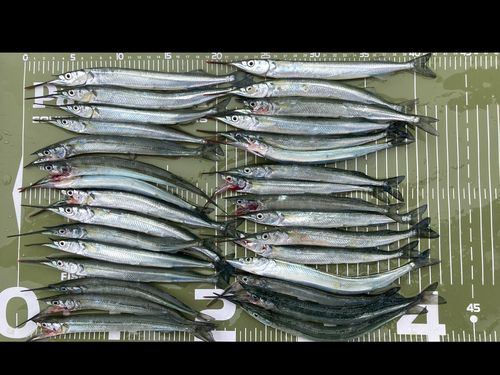 サヨリの釣果