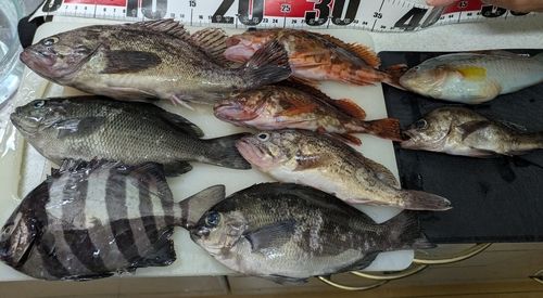 クロソイの釣果