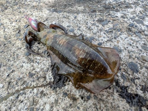アオリイカの釣果
