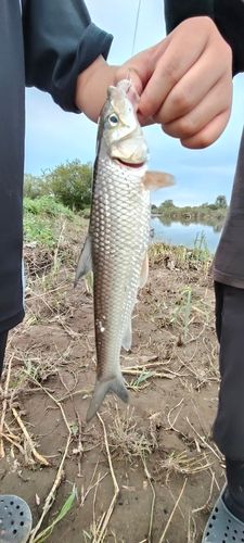 ニゴイの釣果