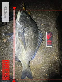 クロダイの釣果