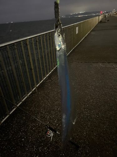 タチウオの釣果