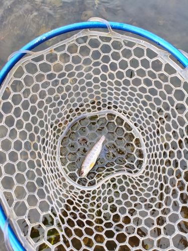 ヤマメの釣果