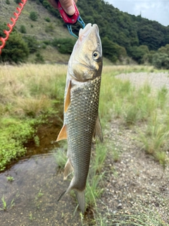 ニゴイの釣果