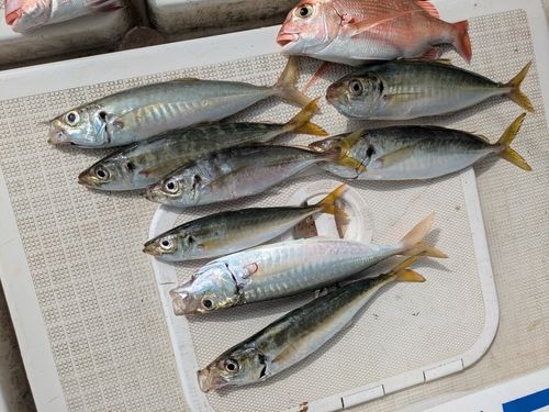 アジの釣果