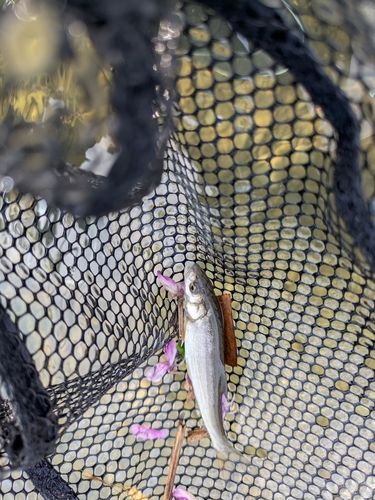 ウグイの釣果